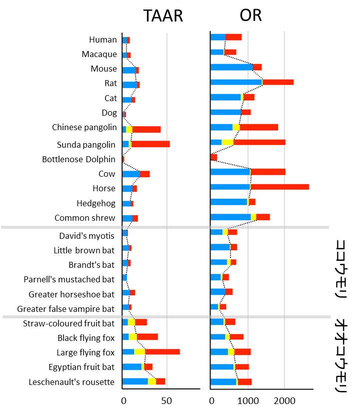 図2. オオコウモリの嗅覚遺伝子の増加