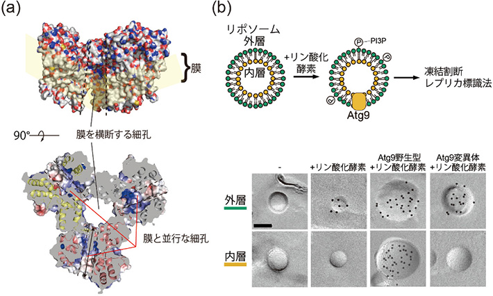 Atg9の構造と脂質スクランブル活性