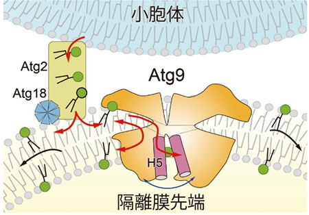 Atg9とAtg2による隔離膜の伸展機構