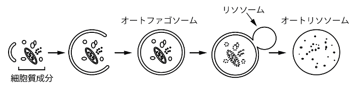 図1. オートファジーの模式図