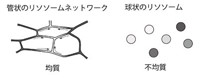 図3. 球状と管状リソソームの比較