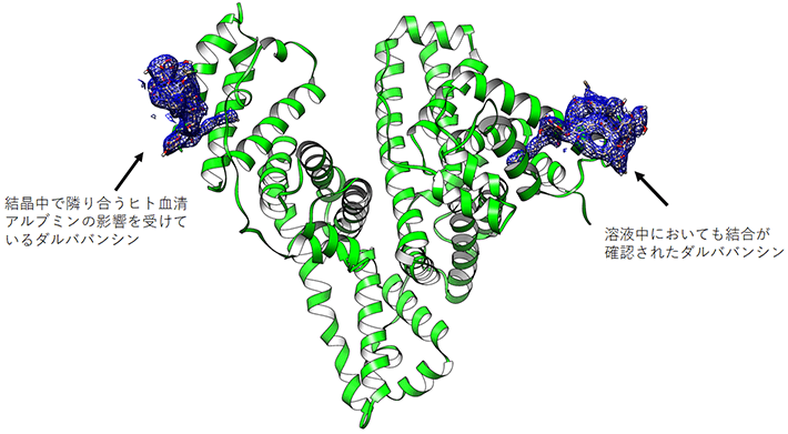 図1. 結晶構造解析の結果明らかになったダルババンシンとヒト血清アルブミンの複合体構造。図中の青いメッシュで示した2つの分子がダルババンシン。図中の緑色で示した分子がヒト血清アルブミン。