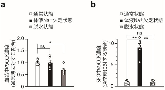 図1. 血漿およびSFOにおけるCCK量の測定