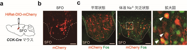 図2. SFOに存在するCCKニューロン