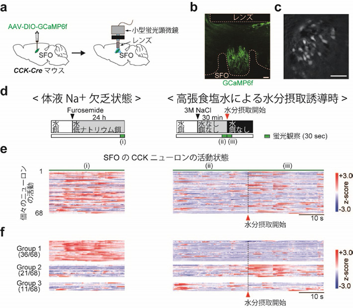 図3. 体液のNa+欠乏状態および水分摂取時におけるSFOのCCKニューロンの活動