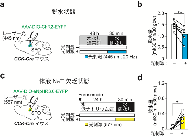 図5. 光遺伝学を用いたSFOのCCKニューロンの活動制御