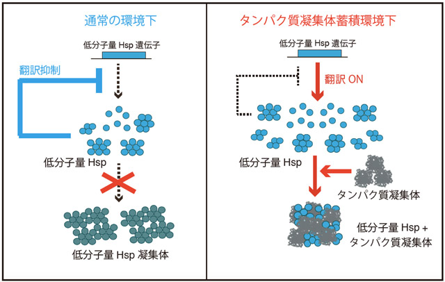 図2. 低分子量Hspの発現量調節