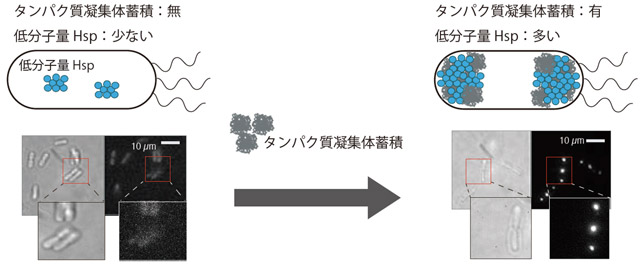 図3. 低分子量Hspの発現によるタンパク質凝集体蓄積の可視化