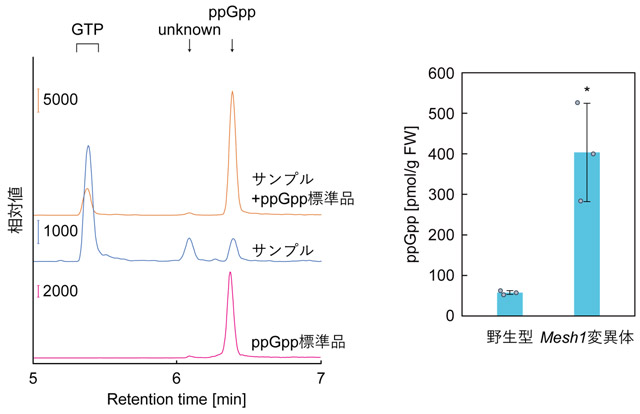 図2. ショウジョウバエ由来のppGpp検出