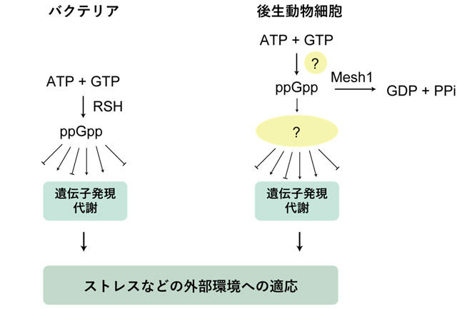 図3. 後生動物におけるppGppの機能モデル