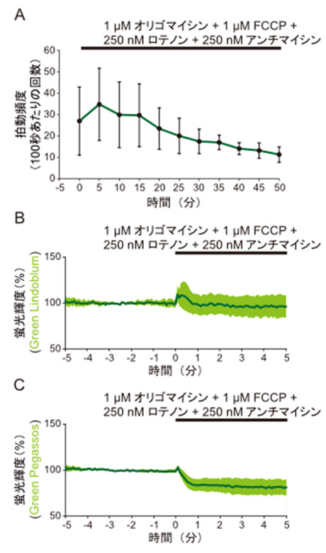 図3. ヒトiPS細胞由来心筋細胞での電子伝達系阻害に対する応答の可視化