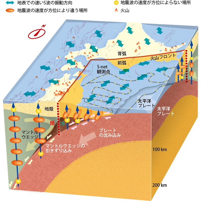 図1. 東北日本の断面図と本研究の結果。地表の三角は火山、赤線は火山フロント、青い両矢印は観測された速いS波の振動方向（地震の波が伝わる速度が速い方向）を示す。黄色と灰色の曲線は海底のS-netの観測点とケーブルを表す。地下の楕円体は推定された地震の波が伝わる速度が方向により異なる場所、球は地震の波が伝わる速度が方向によらない場所を示す。太平洋プレート上面に沿った浅部でのピンクの小さい矢印はプレート境界を境とした食い違い、深部でのうす緑色の矢印は、マントルウエッジ領域を引きずり込む運動を表す。マントルウエッジ領域の大きく曲がった矢印は、この領域での流動を表す。