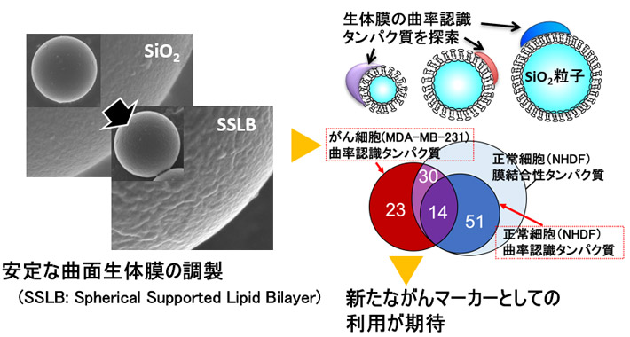 本研究成果の概要図