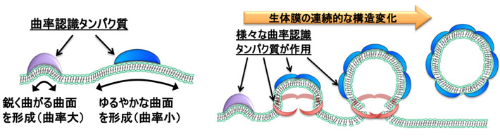 図1. 曲率認識タンパク質機能の概要