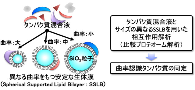 図2. 本研究で開発したSSLBを利用した曲率認識タンパク質の網羅的な探索原理の概要