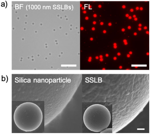 図3. 球形SiO2粒子を生体膜で被覆することによるSSLBの調製