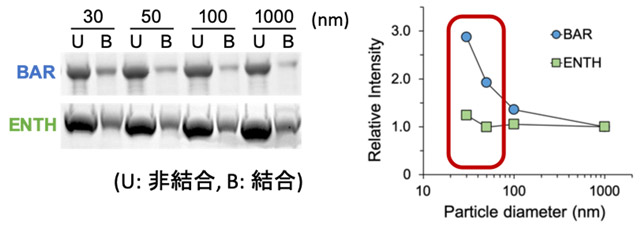 図4. 精製したモデルタンパク質（AmphiphysinのBARドメイン、EpsinのENTHドメイン）と表面積を揃えた、様々な粒径のSSLBとの共沈試験による曲率認識能の評価