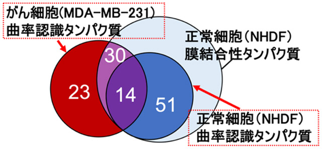 図5. 各細胞から同定された曲率認識タンパク質の個数分布