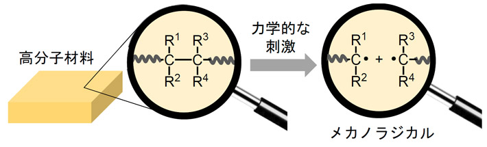 図1. 高分子材料への力学的刺激で発生するメカノラジカル