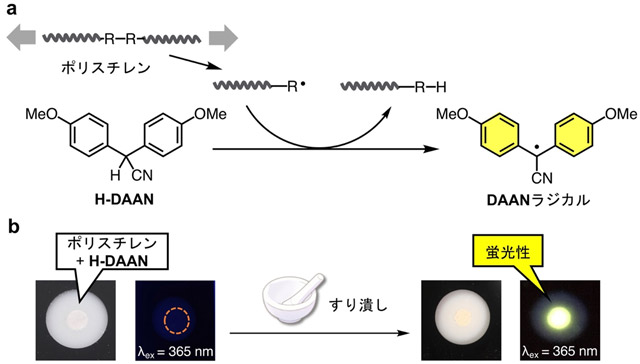 図3. 分子プローブを利用したポリスチレン粉末の分子鎖切断の可視化 a）メカノラジカルを可視化するためのDAANラジカル発生スキーム b）ポリスチレンと分子プローブの混合試料のすり潰し前後の写真