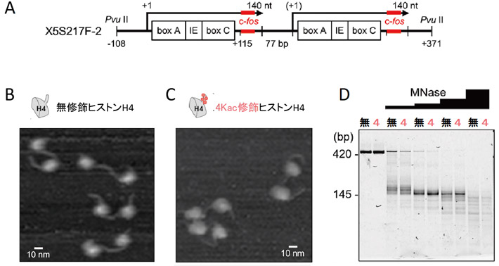 図1. クロマチンからの転写に用いる4Kac修飾ジヌクレオソームの再構成 A）ジヌクレオソーム遺伝子カセットX5S197-F2の模式図。5SリボソームDNA（5S rDNA）遺伝子の転写産物を矢印で、その内部制御領域を四角（box A、IE、box C）で、蛍光相関分光測定のための20塩基の外来遺伝子（c-fos）由来のアンチセンスプローブの部分塩基配列を赤で示す。B）無修飾ヒストンH4で再構成した5S rDNA遺伝子ジヌクレオソームの原子間力顕微鏡像。C）4Kac修飾ヒストンH4で再構成した5S rDNA遺伝子ジヌクレオソームの原子間力顕微鏡像。D）エンドヌクレアーゼ（MNase）を用いたジヌクレオソームの消化アッセイ。[無]のレーンは、無修飾H4を含むジヌクレオソームを消化したDNAの泳動、[4]のレーンは、4Kac修飾H4を含むジヌクレオソームを消化したDNAの電気泳動、「MNase」のヒストグラムは、1マイクログラムDNAあたりのMNase使用量を示す。MNaseで消化しないジヌクレオソームDNA（左から1番目と2番目のレーン）は、ヌクレオソーム 2個分のDNAに相当する424塩基対（bp）のバンドが見られる。MNase量の増加に伴って、MNaseで消化されにくいヌクレオソームのDNAを示す145～147bpのバンドが蓄積し、その後減少していくが、その傾向は無修飾H4と4Kac修飾H4でほぼ同様である。これは、ヌクレオソーム構造によるMNase消化の阻害効果が等しく起きていることを示す。なお、本実験に用いたジヌクレオソームDNAはc-fos由来の配列を含まないため、（A）で示した配列よりやや短い。