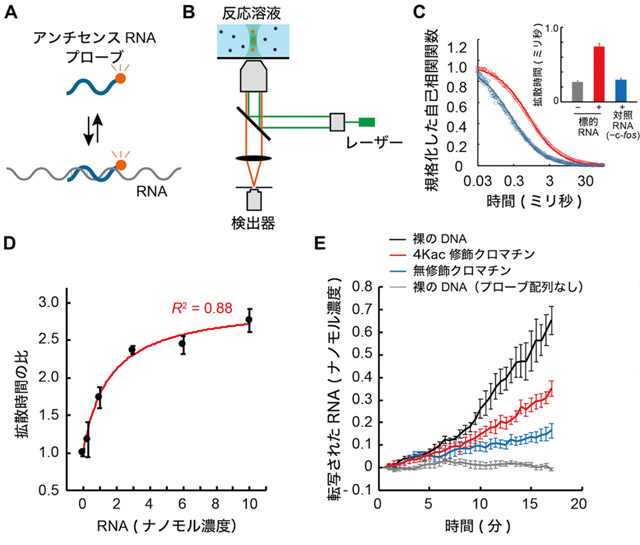 図2. 蛍光相関分光法によるクロマチンからの転写量の経時検出 A）蛍光標識アンチセンスRNAプローブとRNA転写産物とのハイブリダイゼーションの模式図。B）転写されたRNAを検出するための蛍光相関分光法の模式図。転写産物とハイブリダイゼーションしたときのアンチセンスプローブの拡散時間の変化は、1分子レベルでアバランシェフォトダイオードにより検出した。C）反応液中の蛍光自己相関関数。5S rDNA遺伝子の2直列コピーからT7 RNAポリメラーゼで末端開始RNAを転写し、鋳型DNAを含まないカエル卵母細胞核抽出液に添加した。丸はデータポイント、実線はフィッティング曲線を示す。挿入図は、アンチセンスプローブの平均拡散時間。赤で示したc-fos由来塩基配列を含む5S rDNAを転写した場合でのみ、蛍光標識体の拡散速度が低下した。D）アンチセンスプローブ分子の濃度を関数とする平均拡散時間の検量線。5S rDNA遺伝子の2直列コピーからT7 RNAポリメラーゼで末端開始RNAを転写し、鋳型DNAを含まないカエル卵母細胞核抽出液に添加した。R2は決定係数を示す。これにより、RNAの定量が可能なことが分かった。E）5S rRNAの経時検出。使用した鋳型DNAは、灰色：c-fos由来配列を含まない裸の5S rDNA遺伝子、黒色：c-fos由来配列を含む裸の5S rDNA遺伝子、赤色：c-fos由来配列を含む4Kac修飾ジヌクレオソーム5S rDNA遺伝子、青色：c-fos由来配列を含む無修飾ジヌクレオソーム5S rDNA遺伝子を示す。