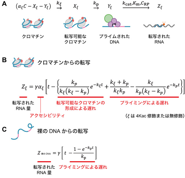 図4. クロマチンからの転写反応の速度論モデル A）クロマチンからの転写反応のモデル化の説明。ξは、c-fos由来のアニーリング配列を含むクロマチンテンプレートの種類（4Kac修飾または無修飾のクロマチン）、Cは鋳型の濃度、αξはクロマチン'ξ'のアクセシビリティ、kξはクロマチン'ξ'の転写可能なクロマチンの形成速度、kpはプライミング速度、kcatはRNAポリメラーゼIIIのターンオーバー数、Kmはミカエリス・メンテン定数、CRP はRNAポリメラーゼIIIの濃度を表す。B）クロマチンからの転写反応の速度論。γは転写速度、tは反応時刻を表す。C）裸のDNAからの転写反応の速度論。