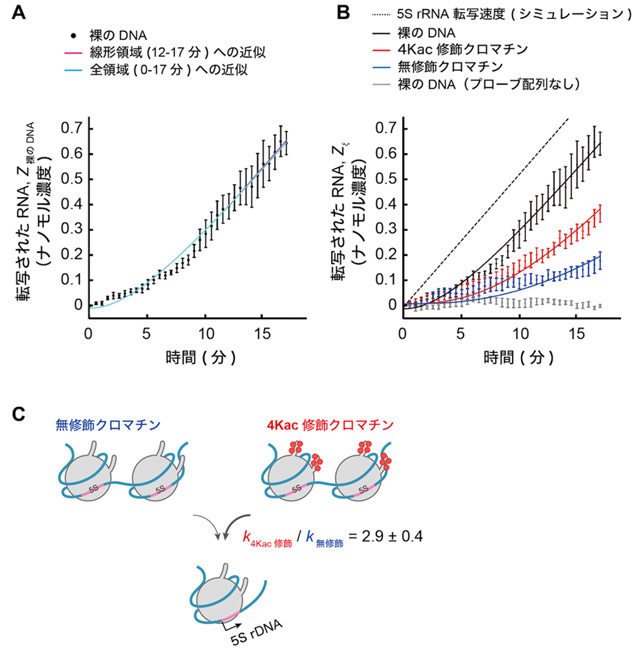 図5. 速度論モデルへのフィッティング解析