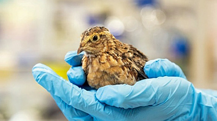 今回の研究材料となるニホンウズラ（Coturnix japonica）