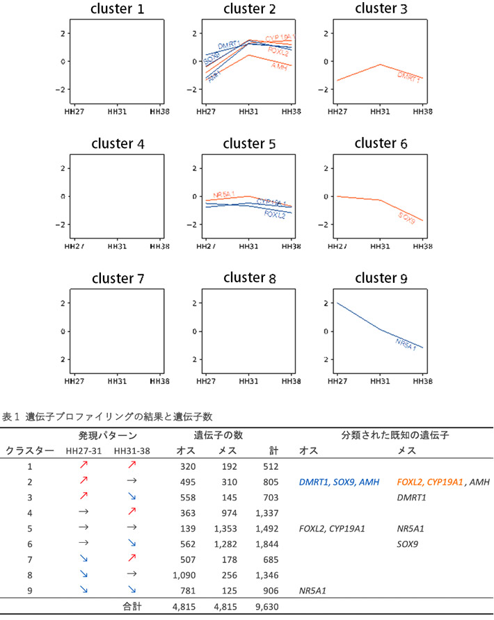 図1. ウズラの性分化に働く遺伝子群の発現プロファイリングの結果。4,815種類の遺伝子の発現パターンを9つのグループに分けた。既に知られている精巣分化に働く遺伝子（青色：DMRT1、 SOX9、 AMH）、卵巣分化に働く遺伝子（オレンジ色：CYP19A1、 FOXL2）は、クラスター2に分類された