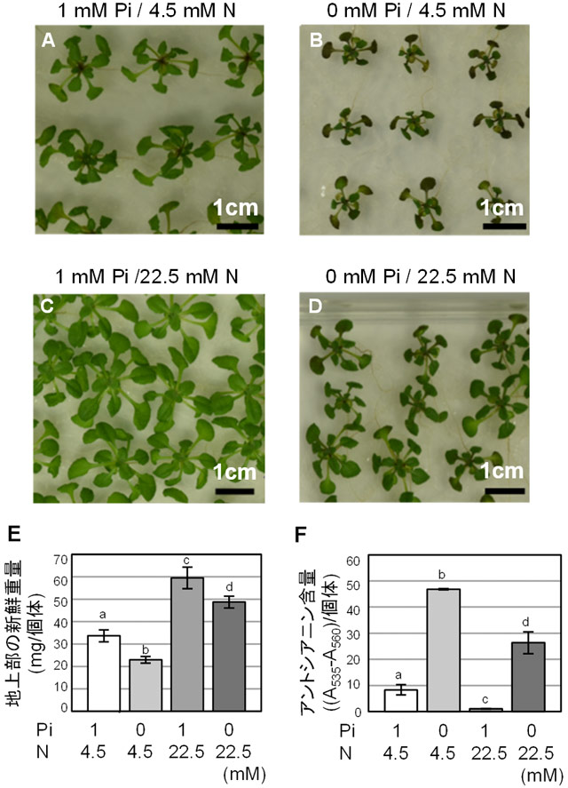 窒素施肥が植物をリン酸欠乏から救うメカニズムを解明 オートファジーの活性化が生育に寄与 東工大ニュース 東京工業大学