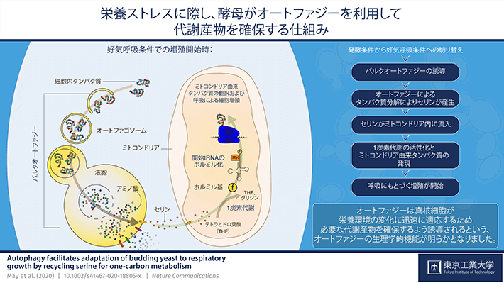 図. 研究により明らかとなった機能の概要