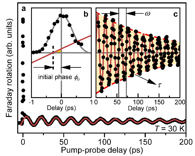 図2. a： 円偏光の励起光に対する、検出光のファラデー効果の信号。赤線は振動成分のフィッティング。 b： t = 0付近の信号を拡大したもの。赤線は非零の初期位相をもつことがわかる。 c： 信号の振動成分とそのフィッティング。