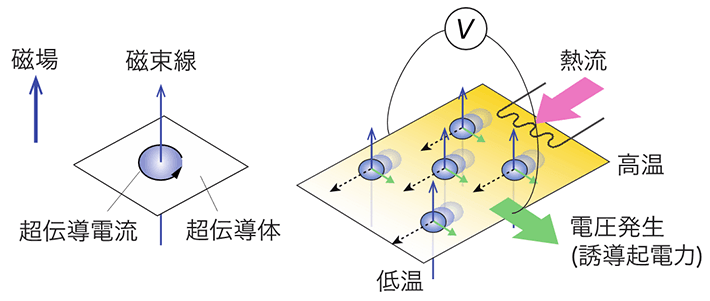図1. （左）超伝導体を磁場中に置いた場合、磁束線が侵入した箇所の超伝導は壊され、超伝導電流の渦を伴った欠陥（渦糸）が生じる。（右）超伝導のゆらぎを検出するための熱電効果測定の模式図。磁束線は温度勾配（熱流）の方向に運動し、それと垂直方向に電圧を発生させる。