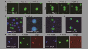 Designing DNA From Scratch: Engineering the Functions of Micrometer-Sized DNA Droplets