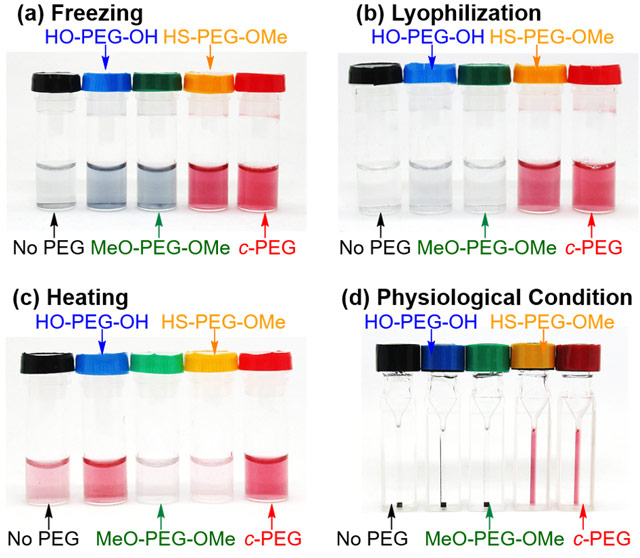 図3. 種々のPEGで修飾された金ナノ粒子の各条件下での分散安定性試験結果。環状PEG（c-PEG）修飾の金ナノ粒子のみ全ての条件において溶解または沈殿せず、表面プラズモン共鳴の赤色を確認。