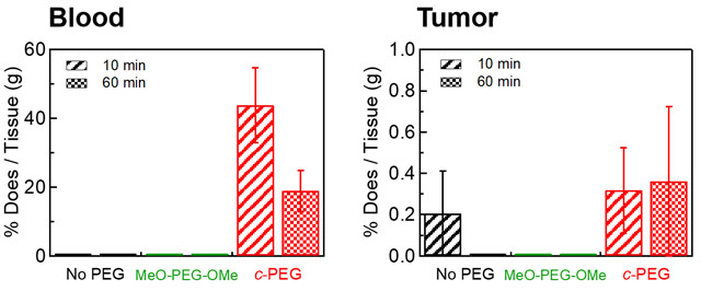 図4. マウスの血液（左）及び腫瘍（右）における金の生体分布。環状PEG（c-PEG）修飾の金ナノ粒子を用いたときのみ血中滞留性及び腫瘍への蓄積を確認。