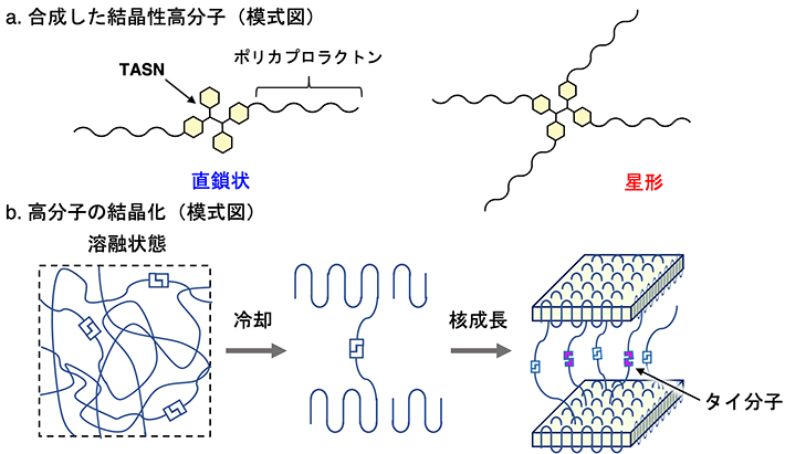 図2. a. TASN骨格を中心に有する結晶性高分子（直鎖状と星形） b. 高分子の結晶化とタイ分子の模式図