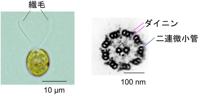 図2. クラミドモナスと繊毛の9＋2構造
