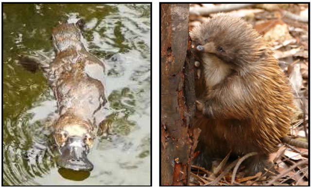 池で泳ぐカモノハシ（左）、枯木のシロアリを食べるハリモグラ（右）（写真：早川卓志）