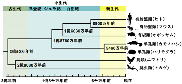 図1. 全ゲノム塩基配列の違いから推定した哺乳類の分岐年代
