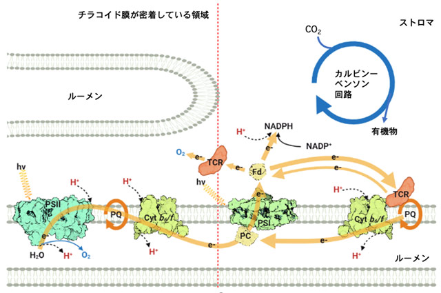 図1. 光合成の明反応と暗反応、およびTCRタンパク質の働きのモデル図