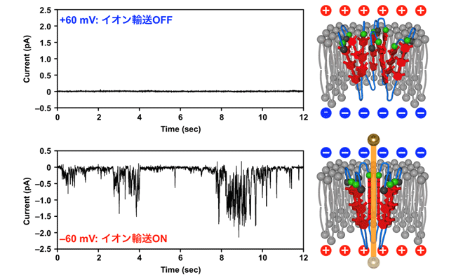 図2. 膜電位の向きとそれに応じたイオン輸送能の変化