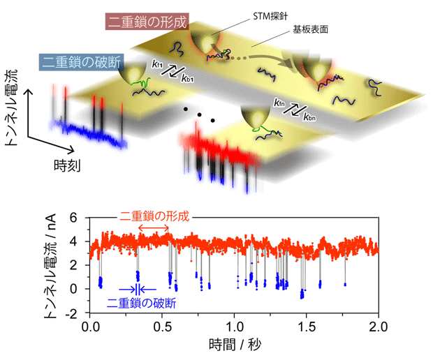 図1. トンネル電流計測の模式図。基板表面上のDNAに対して相補的なDNAを修飾した金属探針を接近させ、二重鎖の形成と破断によって電気抵抗がゆらぐ様子をその場で観察する。赤で示した大電流領域はDNA二重鎖の形成、青で示した小電流領域は二重鎖の破断に対応する。