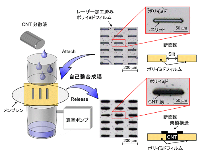 図3. 自己整合性膜技術の概要図とカーボンナノチューブ自立膜2次元アレイ