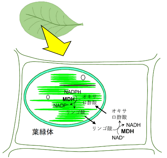 光合成機能の制御が生産性維持に重要であることを解明