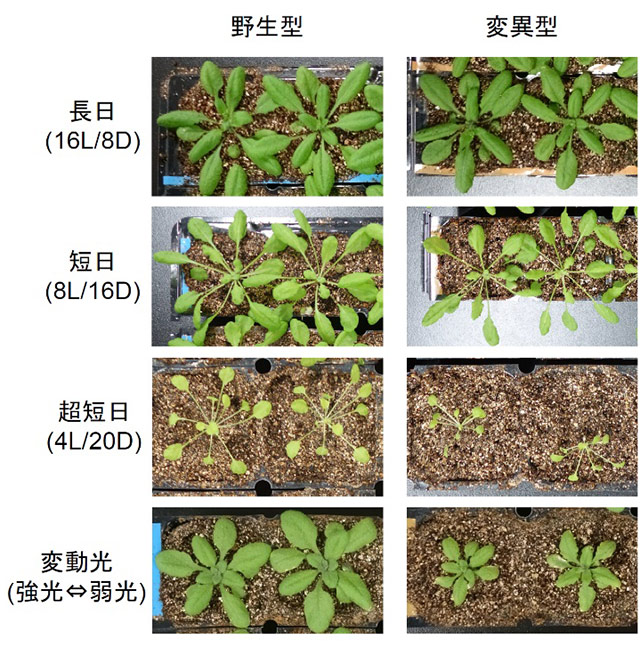 図3. 異なる光環境でのMDH変異株の生育