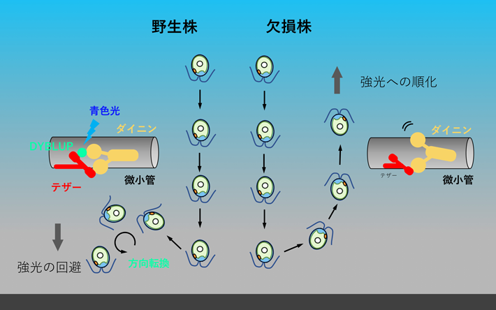 図2. DYBLUPが光順化を防止する仕組み。
