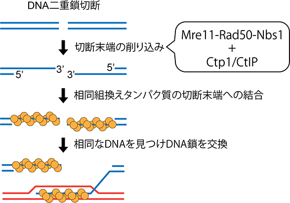 図2. DNA二重鎖切断末端の削り込みが相同組換えを誘導する。Mre11-Rad50-Nbs1はCtp1により活性化され二重鎖切断末端を削り込むため、二重鎖切断が相同組換えで修復されるようになる。