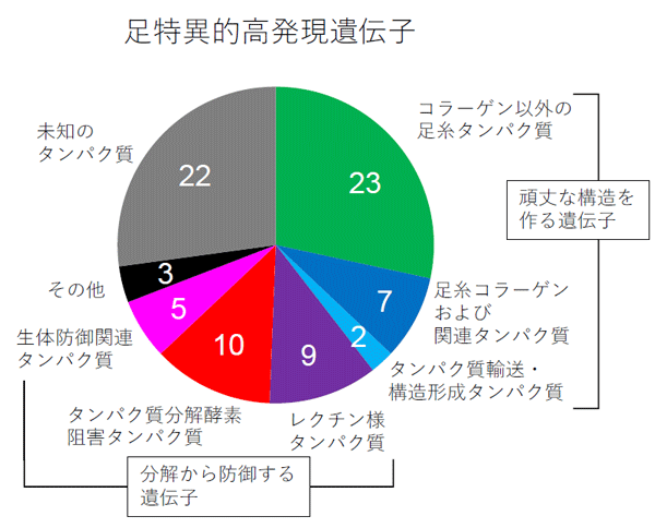 図2. 足でのみ強く発現する上位81遺伝子の内容